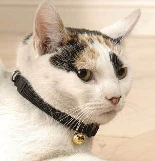 PET COLLAR dog cat Small Black Magnetic 12" 30cm magnet identification bel